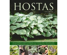 KNYGA Andrew Mikolajski Hostas