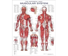 KNYGA Bookshop Anatomical Male Muscular System Anatomical Chart