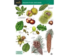 KNYGA Bookshop Autumn fruits and seeds