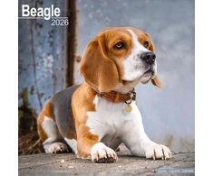 KNYGA Bookshop Beagle Calendar 2026 Square Dog Breed Wall Calendar - 16 Month