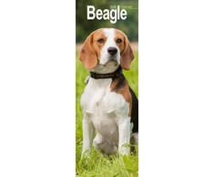 KNYGA Bookshop Beagle Slim 2026 Wall Calendar Calendar 2024 Dog Breed Slimline Calendar - 12 Month