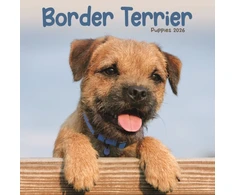 KNYGA Bookshop Border Terrier Puppies Square Mini Calen
