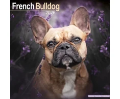 KNYGA Bookshop French Bulldog Calendar 2026 Square Dog Breed Wall Calendar - 16 Month