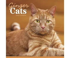 KNYGA Bookshop Ginger Cats Square Wall Calendar 2026