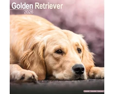KNYGA Bookshop Golden Retriever Calendar 2026 Square Dog Breed Wall Calendar - 16 Month