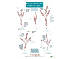 KNYGA Dan Puplett Guide to British bird tracks and signs