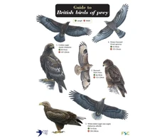 KNYGA Bookshop Guide to British Birds of Prey