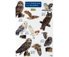KNYGA Bookshop Guide to British Owls and Owl Pellets