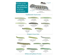 KNYGA Bookshop Guide to caterpillars of the butterflies of Britain and Ireland