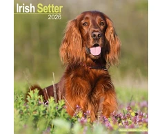 KNYGA Bookshop Irish Setter Calendar 2026 Square Dog Breed Wall Calendar - 16 Month