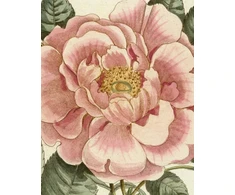 KNYGA Bookshop John Derian Picture Book II