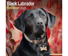 KNYGA Bookshop Juodas Labrador Retriever Calendar 2026 Square Dog Breed Wall Calendar - 16 Month