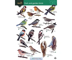 KNYGA Bookshop Park and garden birds