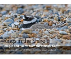 KNYGA Bookshop Rings in the Shingle
