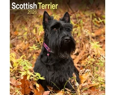 KNYGA Bookshop Scottish Terrier Calendar 2026 Square Dog Breed Wall Calendar - 16 Month