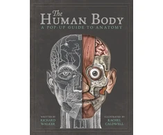 KNYGA Bookshop Walker Richard The Human Body: A Pop-Up Guide to Anatomy