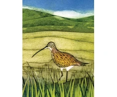 KNYGA Bookshop Wild Birds Pocket Notebook: Curlew