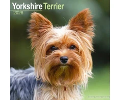 KNYGA Bookshop Yorkshire Terrier Calendar 2026 Square Dog Breed Wall Calendar - 16 Month