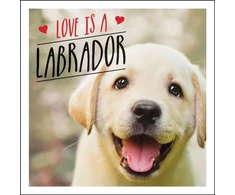 KNYGA Charlie Eliis Love is a Labrador