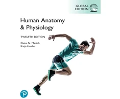 KNYGA Elaine Marieb Human Anatomy &amp; Physiology, Global Edition