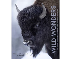 KNYGA Julia Cook Wild Wonders, The Untamed and Enigmatic Animals that Inhabit Yellowstone National Park