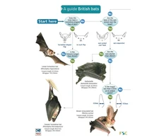KNYGA Kate Jones Guide to British Bats