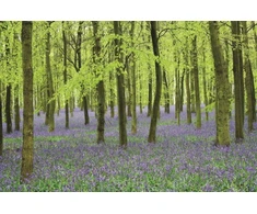 KNYGA Peony Press Memo Block - Bluebells