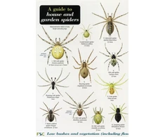 KNYGA Richard Lewington Guide to House and Garden Spiders