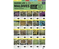 KNYGA Tim Godfrey Maldives Marine Life Field Guide