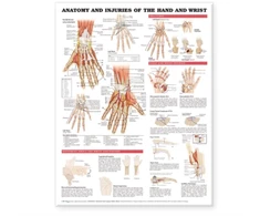 KNYGA Anatomy and Injuries of the Hand and Wrist Anatomical Chart