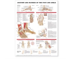 KNYGA Anatomical Chart Anatomy and Injuries of the Foot and Ankle