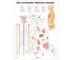 KNYGA Autonomic Nervous System Anatomical Chart
