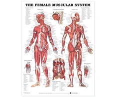 KNYGA Female Muscular System Anatomical Chart