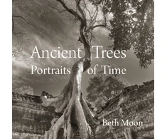 KNYGA Beth Moon Ancient Trees