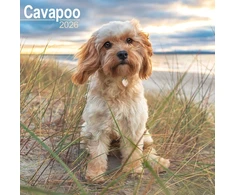 KNYGA Bookshop Cavapoo Calendar 2026 Square Dog Breed Wall Calendar - 16 Month