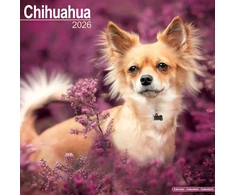 KNYGA Bookshop Chihuahua Calendar 2026 Square Dog Breed Wall Calendar - 16 Month