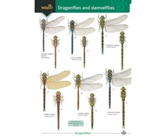KNYGA Bookshop Dragonflies and damselflies