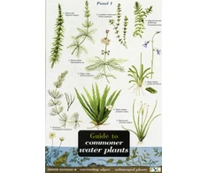 KNYGA Bookshop Guide to Commoner Vanduo Plants