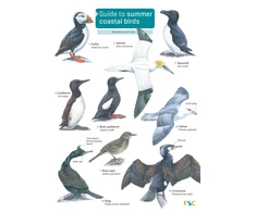 KNYGA Bookshop Guide to Summer Coastal Birds