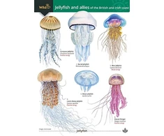 KNYGA Bookshop Jellyfish and allies of the British and Irish Coast