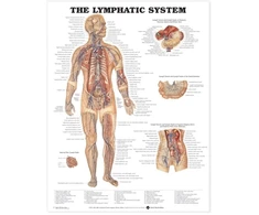 KNYGA Bookshop Lymphatic System Anatomical Chart