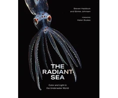 KNYGA Bookshop Radiant Sea
