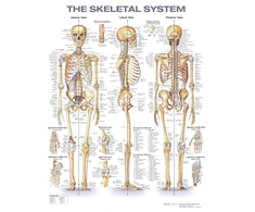 KNYGA Bookshop Skeletal System Anatomical Chart