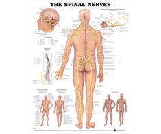KNYGA Bookshop Spinal Nerves Anatomical Chart
