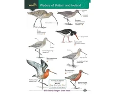 KNYGA Bookshop Wader of Britain and Ireland