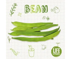 KNYGA Brenda Mchale Bean