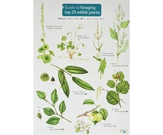 KNYGA Clare Cremona Guide to Foraging: Top 25 Edible Plants