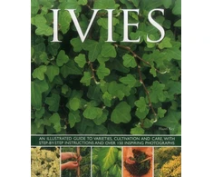 KNYGA Hazel Key Ivies