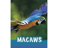 KNYGA Jaclyn Jaycox Macaws