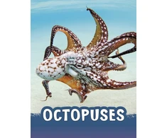 KNYGA Jaclyn Jaycox Octopuses